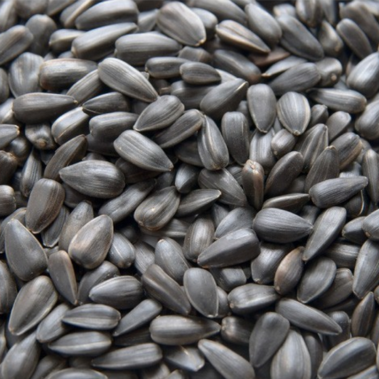 GIRASOLE PICCOLISSIMO NERO