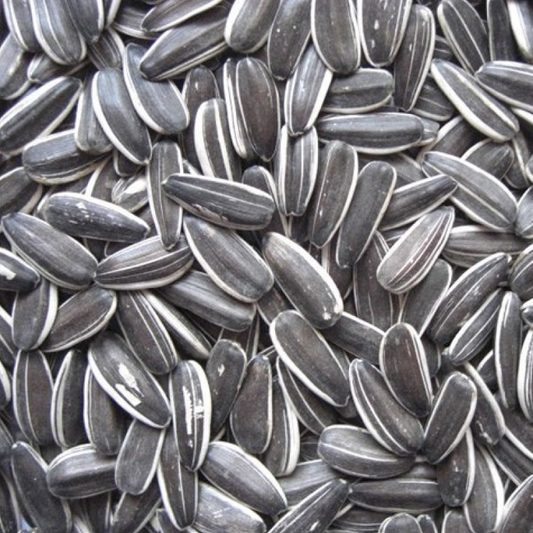 GIRASOLE PICCOLO STRIATO