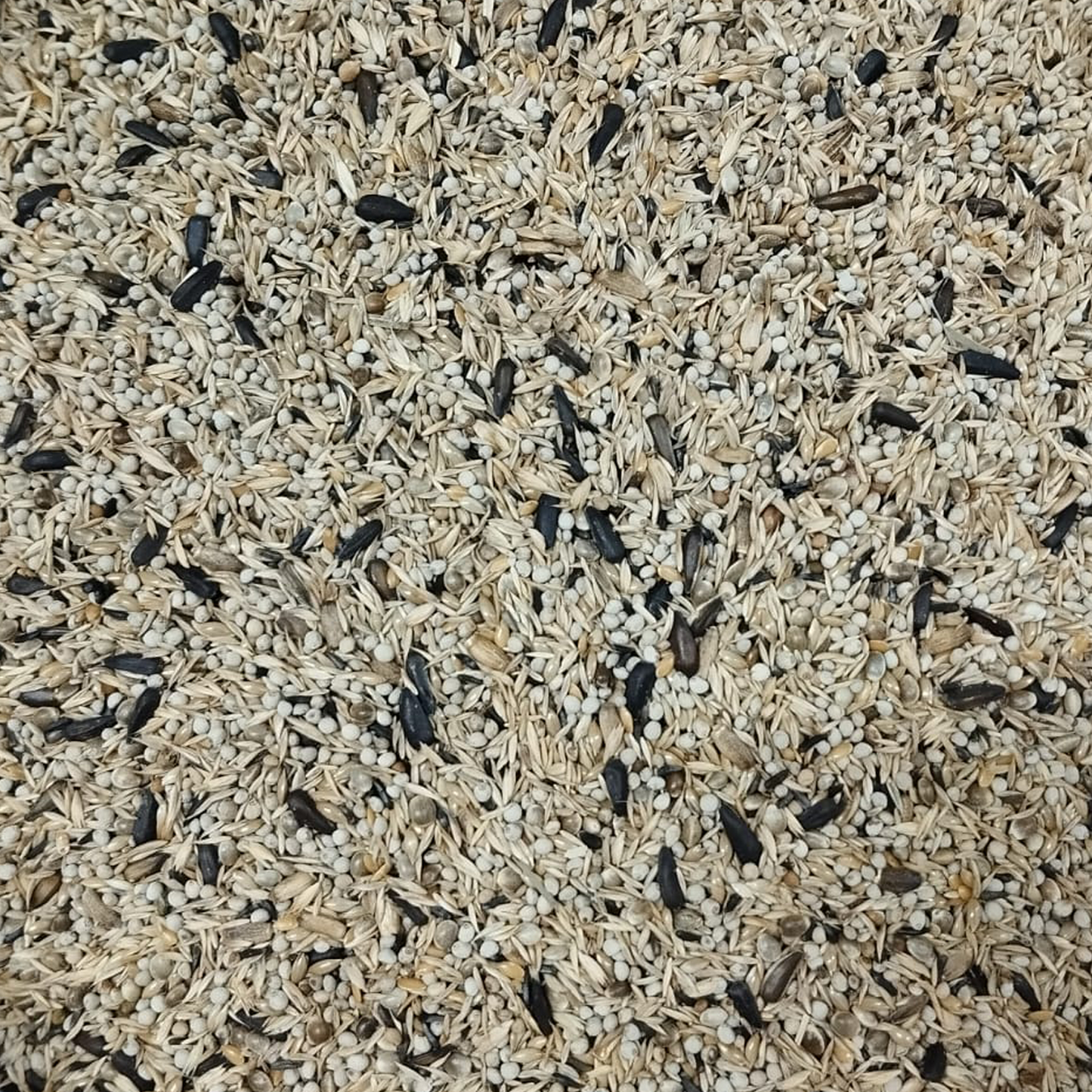 AVIARIO SUD ITALIA - CARDELLINI MAJOR